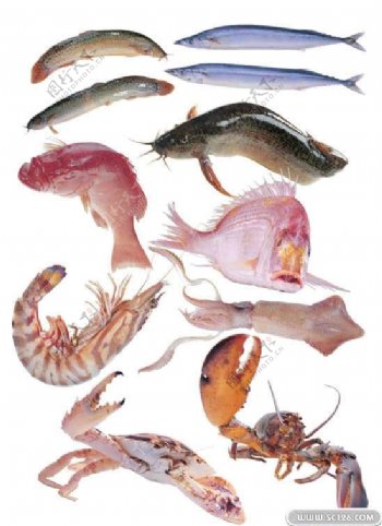 水生动物鱼类螃蟹虾PSD素材
