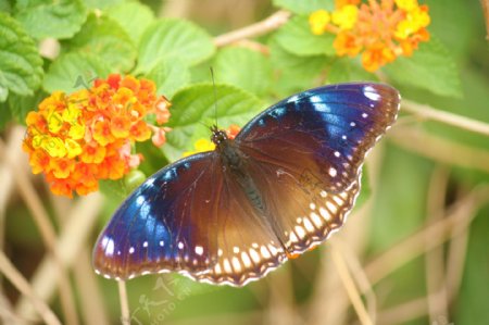 幻斑紫蛱蝶图片