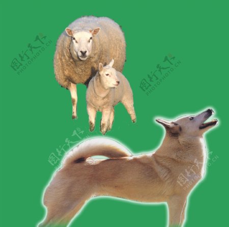 羊与狗
