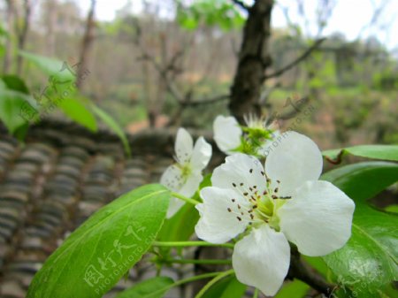 梨树梨花春天图片