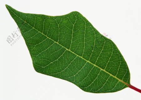 各种叶子树叶3D材质素材20090224更新6
