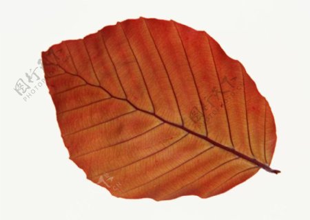 各种叶子树叶3D材质素材20090224更新13