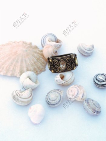 贝壳与珍珠高清图片素材
