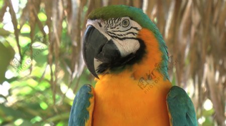 亚马逊鹦鹉股票视频视频免费下载