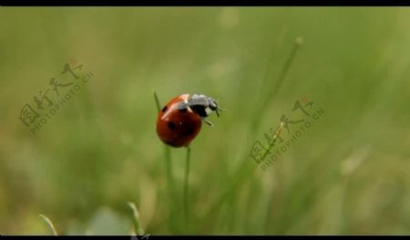 红色瓢虫视频素材图片