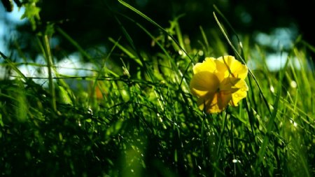 绿草中开放的黄色花朵