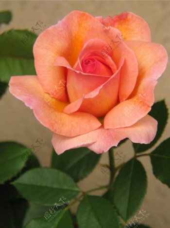 位图写实花卉植物花朵玫瑰免费素材