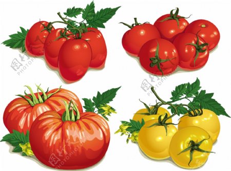 彩色番茄向量
