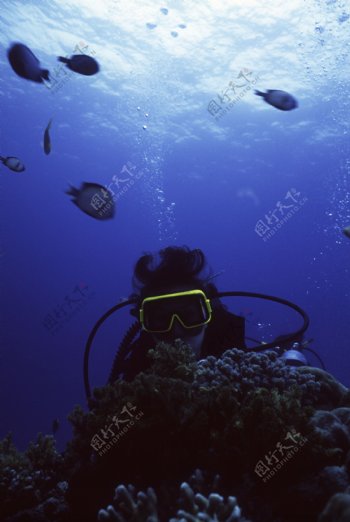 全球首席大百科海底探索探秘深海珊瑚潜水潜水员