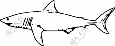 白鲨剪贴画