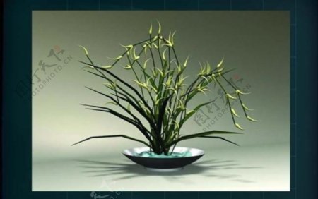 装饰构件之植物3D模型植物014