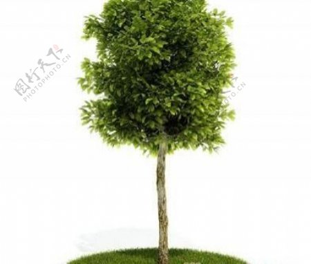 国外精品植物树木灌木3D模型125套5