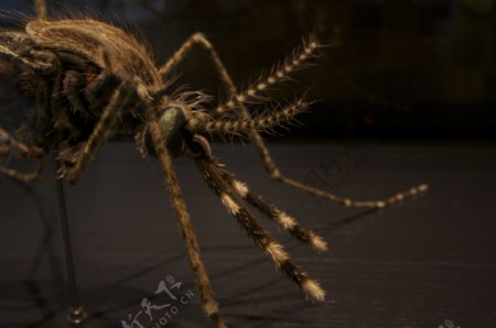 蚊子摄影图片