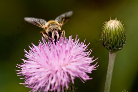 浑身花粉的蜂图片