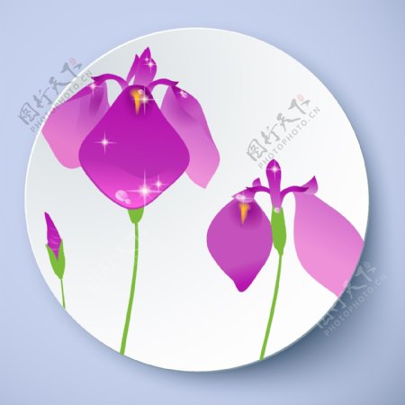紫色花卉瓷盘图案