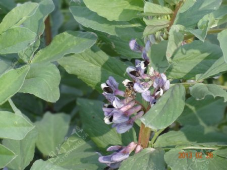 豌豆花蜜蜂图片