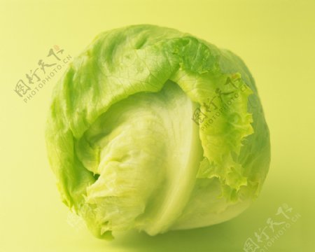生菜莴苣图片