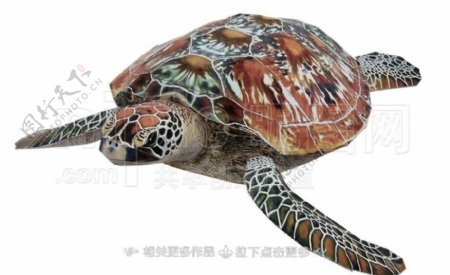 海龟纸模图片