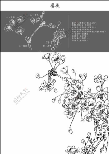 中国工笔画图谱矢量素材2130