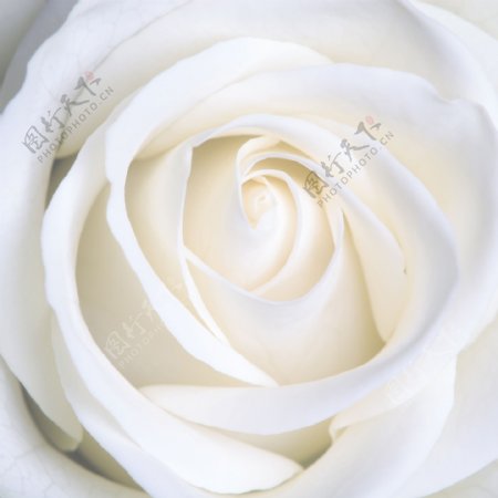 纯美白玫瑰