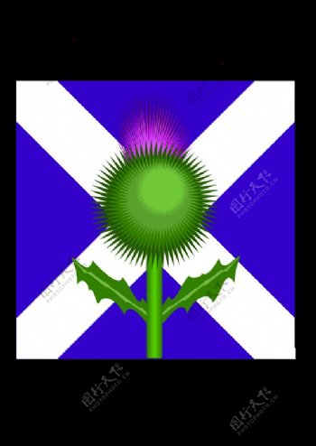苏格兰蓟和标志