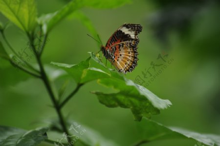 美丽的蝴蝶图片