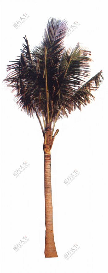 棕榈椰树081090植物素材