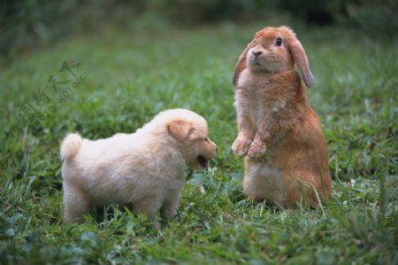 小动物宠物兔6