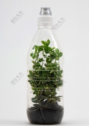 瓶中植物图片