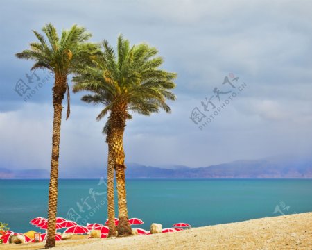 海滩棕榈树图片
