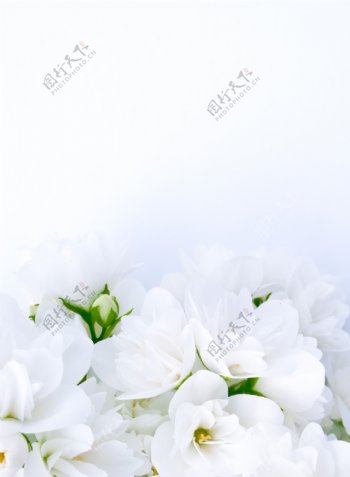 白色百合花图片