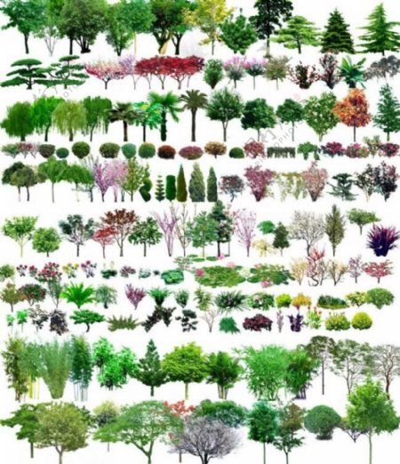 园林树图片
