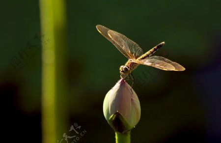 蜻蜓图片