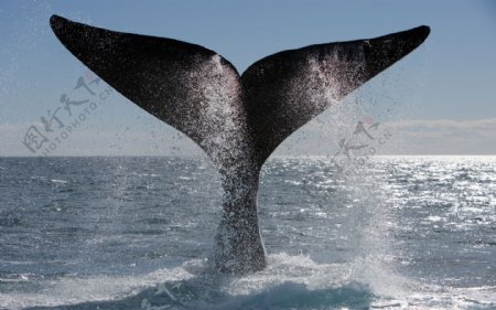 鲸鱼摆尾