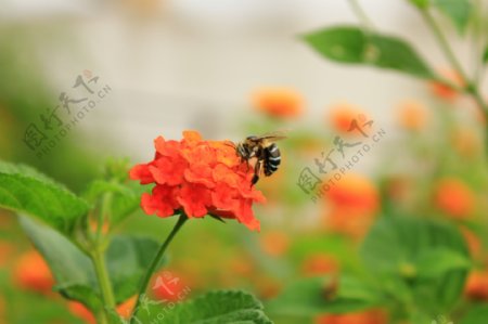 蜜蜂站在花朵上图片
