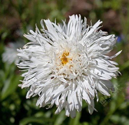 白色蓬松的沙斯塔山雏菊花