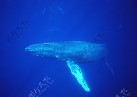 海洋大海碧海海洋生物鲸鱼鲨鱼海豚广告素材大辞典