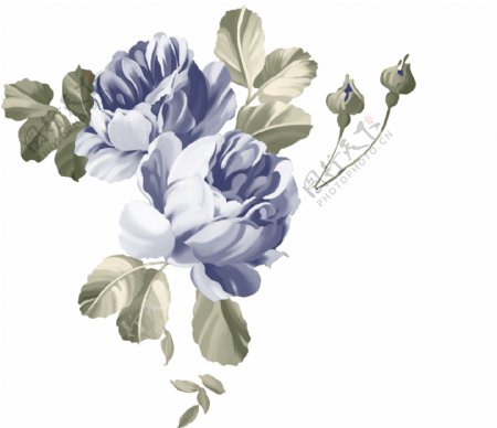 位图植物图案写意花卉花朵茉莉花免费素材
