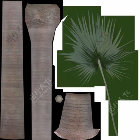 棕榈树高山蒲葵图片