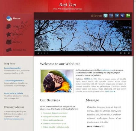 国外鹦鹉创意网站模板