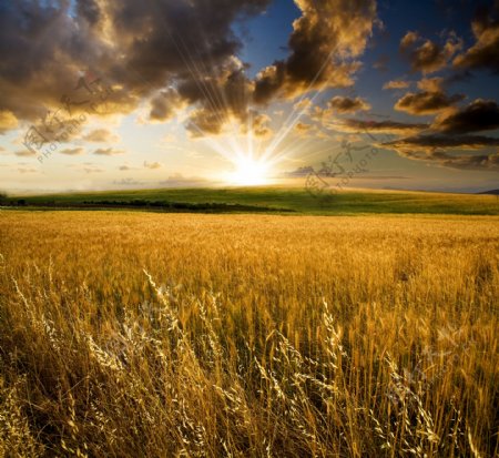 精品图片实用图片精美图片印刷适用高清图片创意图片风景自然风光小麦日落黄昏农田云朵