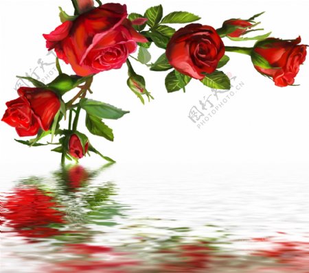 红色玫瑰水中倒影图