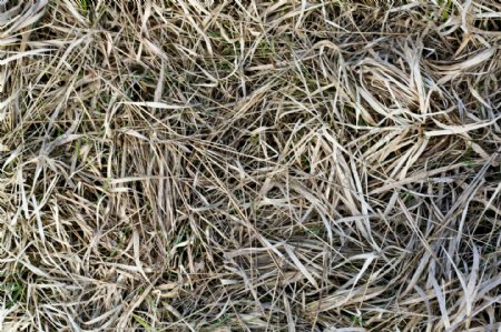 免费的图像干燥草地面干草
