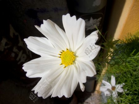 位图植物摄影写实花卉花朵数码照片免费素材