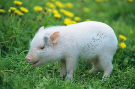 动物猪小猪猪图片小猪猪