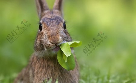 吃草的兔子