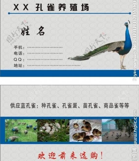 孔雀养殖名片图片
