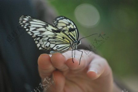 手上的蝴蝶图片