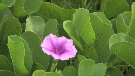 粉红色的花在夏威夷证券的录像视频免费下载