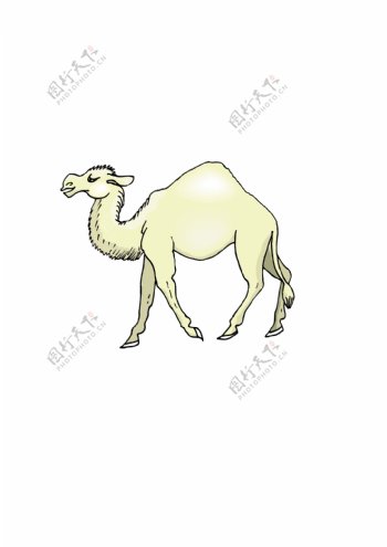 骆驼6向量